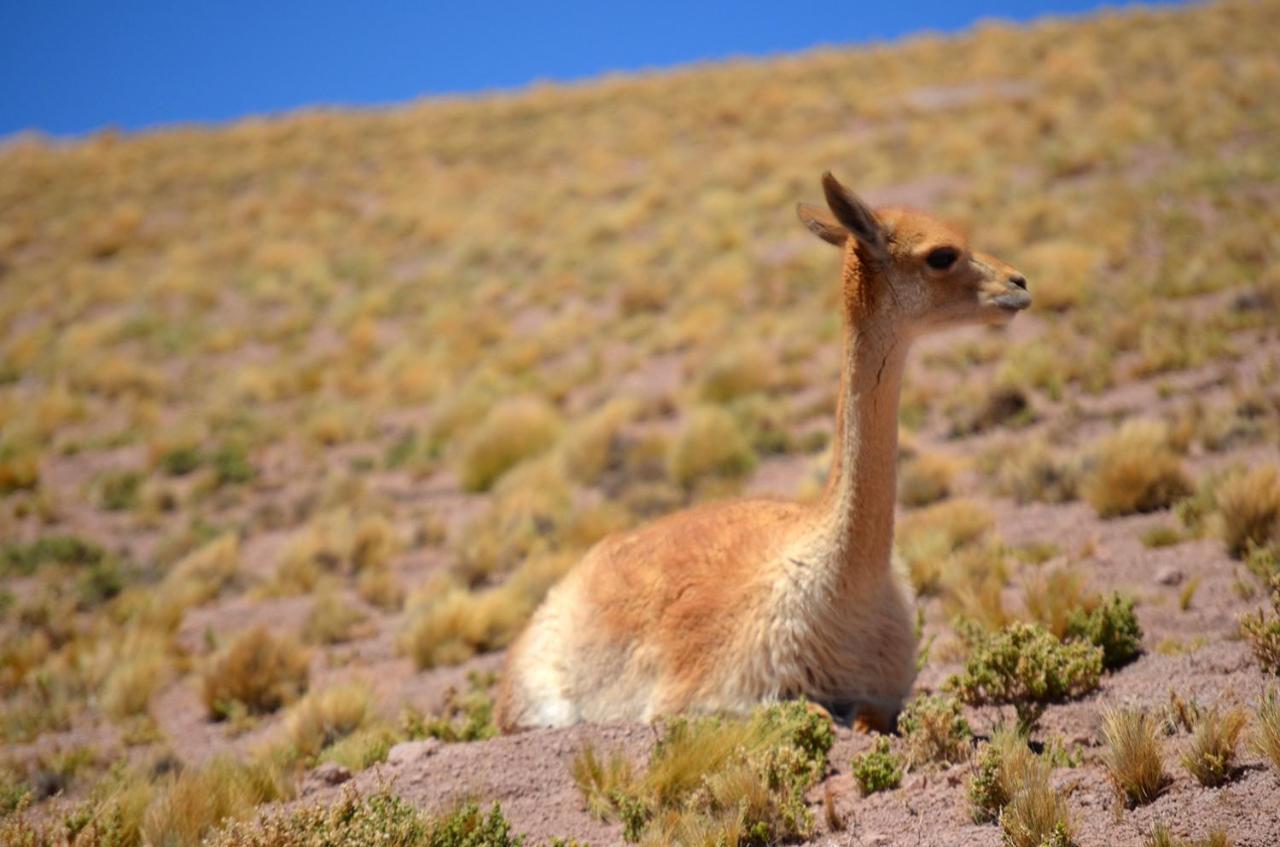 Ckuri Atacama San Pedro de Atacama Exterior foto